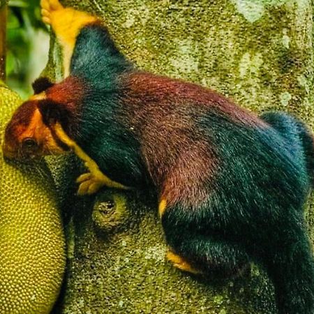 Periyar Green Bed & Breakfast Thekkady Extérieur photo