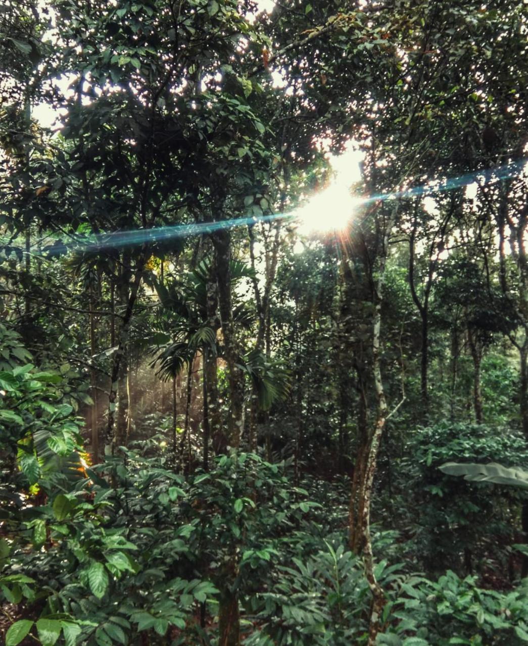 Periyar Green Bed & Breakfast Thekkady Extérieur photo